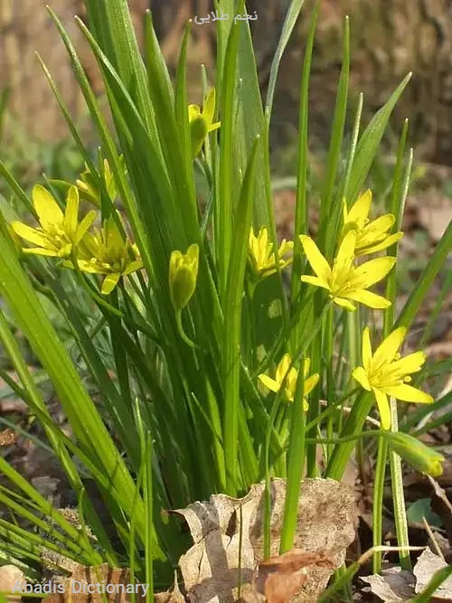 نجم طلایی